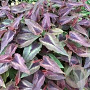 Persicaria micr. 'Night Dragon' GM P9