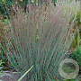Schizachyrium sc. 'Blue Heaven' GM P9