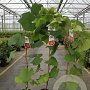 Vitis coignetiae 80-100 cm 2,0L