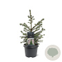 Picea omorika 250-300 cm draadkluit solitair