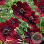 Cosmos atros. Cherry Chocolate GM  P11