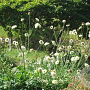 Cephalaria gigantea GM P9 BIO