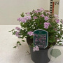 Spiraea jap. 'Little Princess' 30-50 cm wortelgoed 0/2/0 3 tak