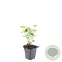 Agastache 'Blue Fortune' GM P9
