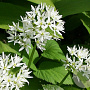 Allium ursinum GM P9