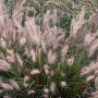 Pennisetum alopecuroides 'Cassian' GM P9