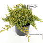 Juniperus procumbens 'Nana' 20-25 cm 2,0L
