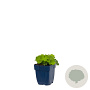 Alchemilla mollis GM  P11