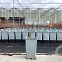 Amelanchier aln. 'Martin' plantgoed C1.5