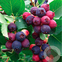Amelanchier 'Prince William' 50-60 cm 2,0L