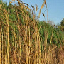 Andropogon hallii 'JS Yellow Konza' GM P9