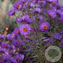 Aster n.-a. 'W. Bowman' GM P9