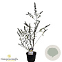 Buddleja d. Pink Panther 30-40 cm 3,0L