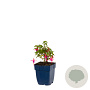 Fuchsia 'Tom Thumb' GM  P11