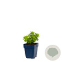 Galium odoratum GM  P11