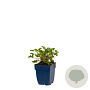 Geranium 'Japfu' GM  P11