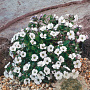 Gypsophila cerastioides GM P9