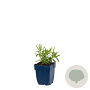 Gypsophila paniculata GM  P11