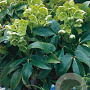 Helleborus argutifolius GM P9