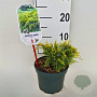 Juniperus media 'Old Gold' 25-30 cm 2,0L