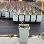 Lonicera c. 'Boreal Blizzard' plantgoed C1.5