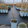 Lycium chinense 20-40 cm C1.5