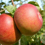 Malus d. 'Doucette' 150-175 cm 10L