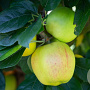 Malus d. 'King of the Pippins' 125-150 cm 10L