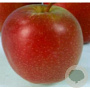 Malus d. 'Summerred' 100-125 cm 10L