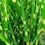 Miscanthus sin. 'Apache' GM  P11