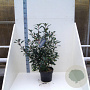 Photinia fraseri Carré Rouge 80-100 cm 10L