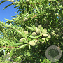 Prunus d. 'Marinada' 100-125 cm 10L