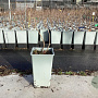 Sambucus canadensis 30-40 cm P15