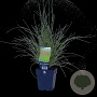 Sporobolus heterolepis GM  P11