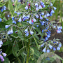 Symphytum azureum GM P9
