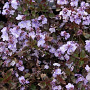 Veronica 'Madame Mercier' GM P9
