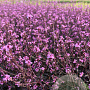 Verbena officinalis 'Bampton' GM P9