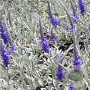 Veronica spic. 'Silberteppich' GM P9