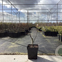 Zanthoxylum schinifolium 40-50 cm 3,0L