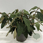 Viburnum rhytidophyllum 30-40 cm 4,0L