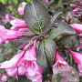 Weigela florida 'Foliis Purpureis' 30-50 cm wortelgoed 0/1/1 2-3 tak