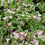 Weigela 'Nana Variegata' 30-50 cm wortelgoed 0/1/1 2-3 tak
