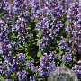 Nepeta 'Purssian Blue' GM P9
