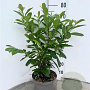 Prunus l. 'Novita' 80-100 cm 5,0L
