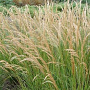 Achnatherum calamagrostis 'Algäu' GM 2,0L