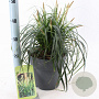 Carex Ribbon Falls 30-40 cm 6,5L