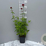 Centranthus ruber 'Coccineus' GM 2,0L