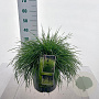 Deschampsia cesp. 'Tardiflora' 80-100 cm 12L