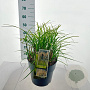 Miscanthus sin. 'Serengeti' 50-60 cm 10L