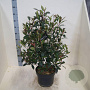 Photinia fraseri Carré Rouge 60-80 cm 10L